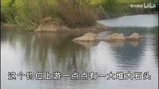 野钓鲤鱼，分享个人实战经验，熟悉鲤鱼吃口习惯，轻轻松松钓鲤鱼