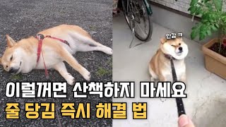 강아지 산책 훈련, 차분하고 여유롭게 산책하는 방법