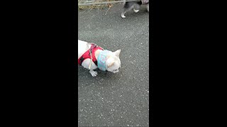 【秘蔵映像】昔は枝を咥えながらお散歩してたよ〜♪【フレンチブルドッグ frenchbulldog】 #shorts