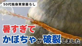 【50代独身実家暮らし】かぼちゃが破裂しました