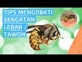 Segera Lakukan Ini Agar Bengkaknya Kempes - Tips Mengatasi / Mengobati Sengatan Lebah