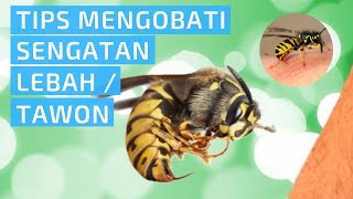 Segera Lakukan Ini Agar Bengkaknya Kempes - Tips Mengatasi / Mengobati Sengatan Lebah