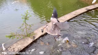 蒼鷺 跳水抓魚 Heron diving for fish - Echo 50