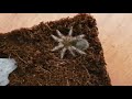 chaco golden knee g. pulchripes unboxing