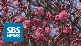 봄소식 알리는 꽃망울들…한겨울 추위 이겨내고 '활짝' / SBS