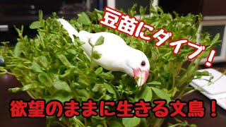 豆苗にダイブ！本能のままに生きる文鳥！ Javasparrow