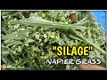 NAPIER GRASS SILAGE MAKING | First Trial of making silage for our goats. Sana maganda ang resulta