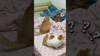 Orange Cat🐈 vs Tabby🐈‍⬛ (Calico Cat 😿Who am I?)