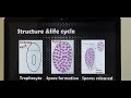 Nasal Rhinosporidiosis (Tamil) Patient teaching programme