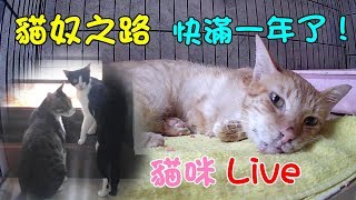 貓咪Live實況#177 貓奴之路將滿一年！有甘有苦、感謝有大家陪伴 20190822 (汝汝杉杉與黑妞MiMi醬阿金)