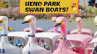 UENO PARK TOKYO JAPAN | RIDING IN THE PADDLE SWAN BOATS with TURTLES | SHINOBAZU POND