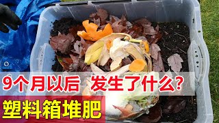 塑料箱堆肥, 9个月以后, 发生了什么？Plastic bin composting, what happened after 9 months?