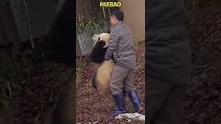 雨夹雪，姜爷爷手动收猫失败，已经治不住越来越重的辉宝了 #pandacub #cute #pandachina #animals #giantpanda #funny #cutepanda #zoo