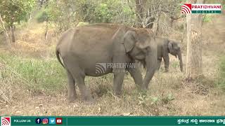 Bandipur National Park : ಬಂಡೀಪುರ ಅರಣ್ಯದಲ್ಲಿ ಕ್ಯಾಮೆರಾ ಕಣ್ಣಲ್ಲಿ ಸೆರೆಯಾದ ದೃಶ್ಯಗಳು..! #PRATIDHVANI