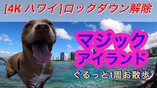 マジックアイランドをぐるっと1周！ロックダウン解除初日のビーチの様子は？ 保護犬ピットブル【ハウのハワイお散歩VLOG】4K