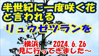 ３０～５０年に一度の開花か！！横浜新名所上永谷アオノリュウゼツランの開花までの様子をリポートしていきます～