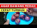 Cara Mudah Menanam Bawang Merah Agar Cepat Tumbuh