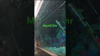 How many Glo fish? | Machli ghr | Abhishek Sharma | #glofish #fish