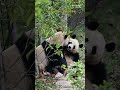 玖菜小剧场 大熊猫润玥 大熊猫艾玖 大熊猫 panda