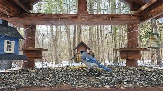 Woodpeckers and Blue Jays Birds