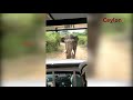 sando chasing a jeep at yala national park sando yala attack