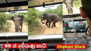 Sando chasing a jeep at yala national park #sando #yala #attack