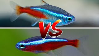 Cardinal Tetra vs Neon tetra – WHICH IS BETTER??