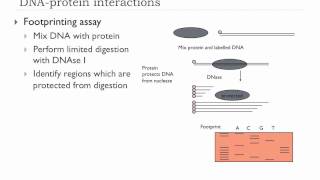 Bio305 2012 Lecture 3 Regulation of Bacterial Virulence