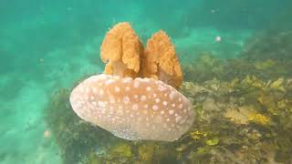 Australian spotted jellyfish having a great time