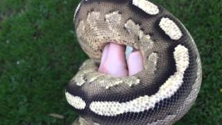 Ball Python Morphs: Super Stripe