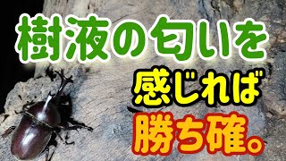 樹液のにおいのする方へ行け！昆虫がいる場所は匂いでわかる。　（昆虫採集　カブトムシ採集　クワガタ採集）