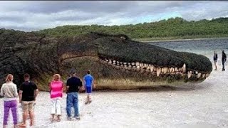 TOP 10 BIGGEST ANIMALS IN THE WORLD