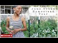 Urban Homestead Garden Tour | Early June Garden Tour