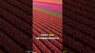 Discover the Tulip capital of the World!