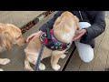 癒しの連鎖って、ステキですね・・・【ゴールデンレトリバー子犬びすけ】