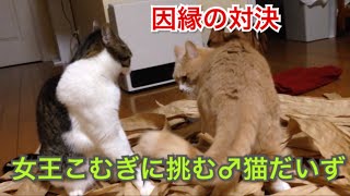 猫の喧嘩バトル！女王こむぎにひれ伏すだいず；猫おもしろ動画