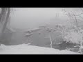 siberian forest cat tri color walks in the snow at a river calico cat