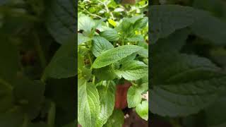 @healthhappinessfarm3640 Chinese potato in our Terrace garden Bangalore.#chinesepotato #koorka