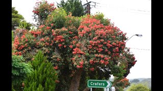 Corymbia Ficifolia/Flowering Red Gum