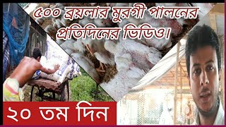 ৫০০ ব্রয়লার মুরগী কিভাবে পালন করবেন?প্রথম দিন থেকে শেষ দিন পর্যন্ত প্রতিদিনের ভিডিও।