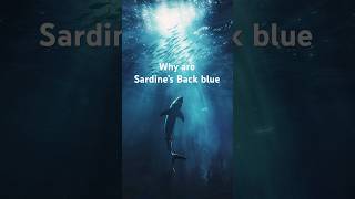 Why are Sardine's Backs blue #facts #wildlife #nature  #animals #didyouknow