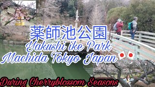 Yakushiike Park||薬師池公園During Cherryblossom season