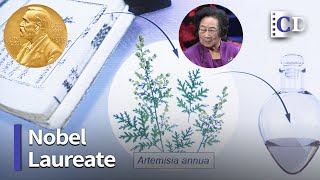 Nobel Laureate Tu Youyou and Artemisinin | Guide into Traditional Chinese Medicine