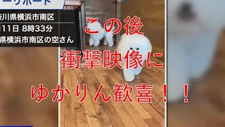 【白井ゆかり】ダイナミックなアフロ犬