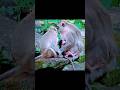 #viralvideo #shortvideo #babymonky #baby