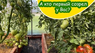 Первые созревшие сортовые томаты / Сызранская ранняя помидора дегустация  / Минская область Беларусь