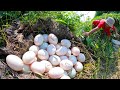 wow wow unique - pick a lot of duck eggs at field near the village by hand a smart farmer