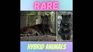 5 Rare Hybrid Animals Which Exist Today