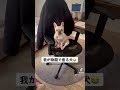 【フレブル】部屋に戻ると大抵この光景が待ってる 多頭飼い