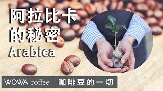 Arabica coffee beans you didn’t know about